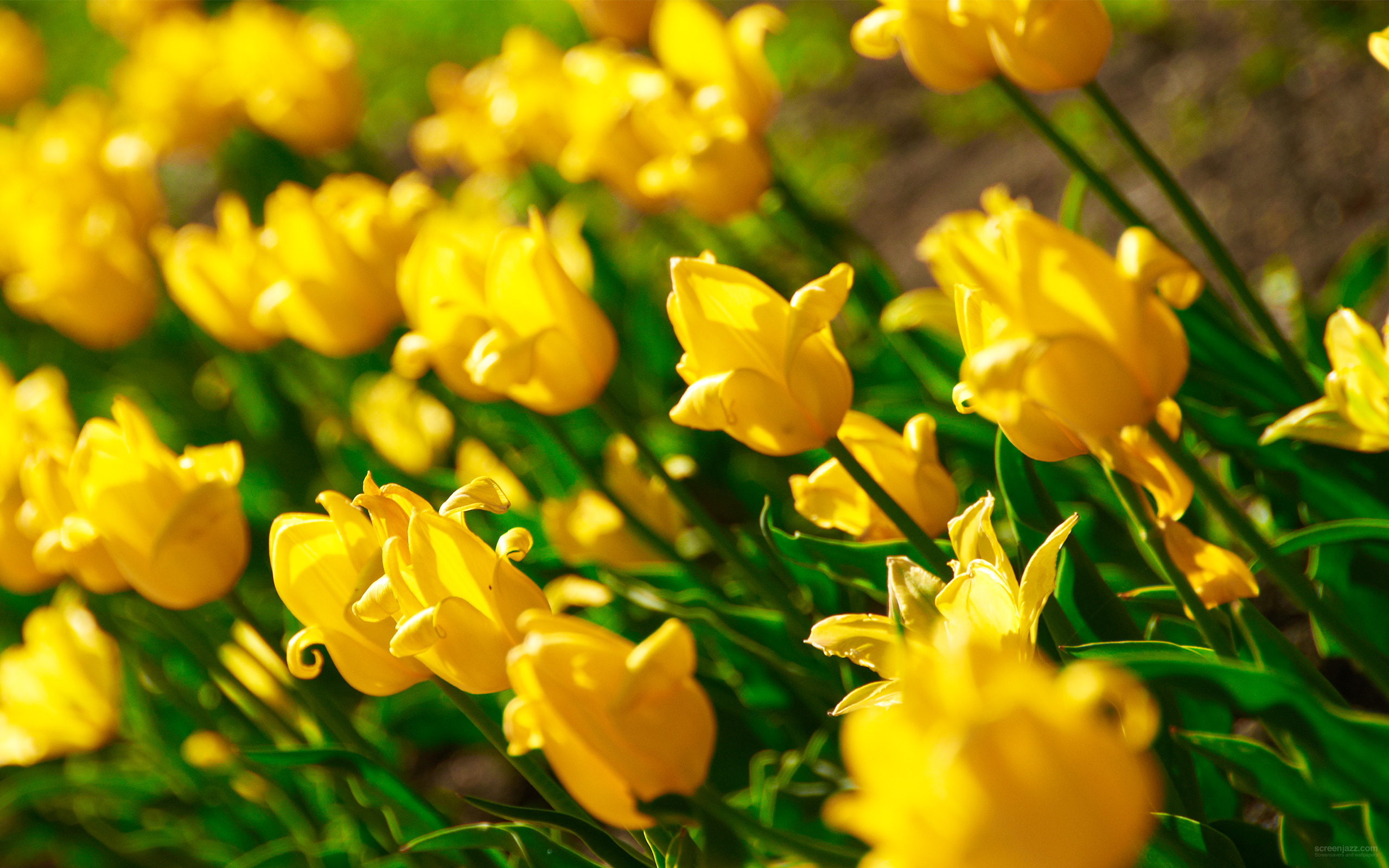 Yellow Tulips 2560x1600 Download High Quality Hd Wallpapers For Free