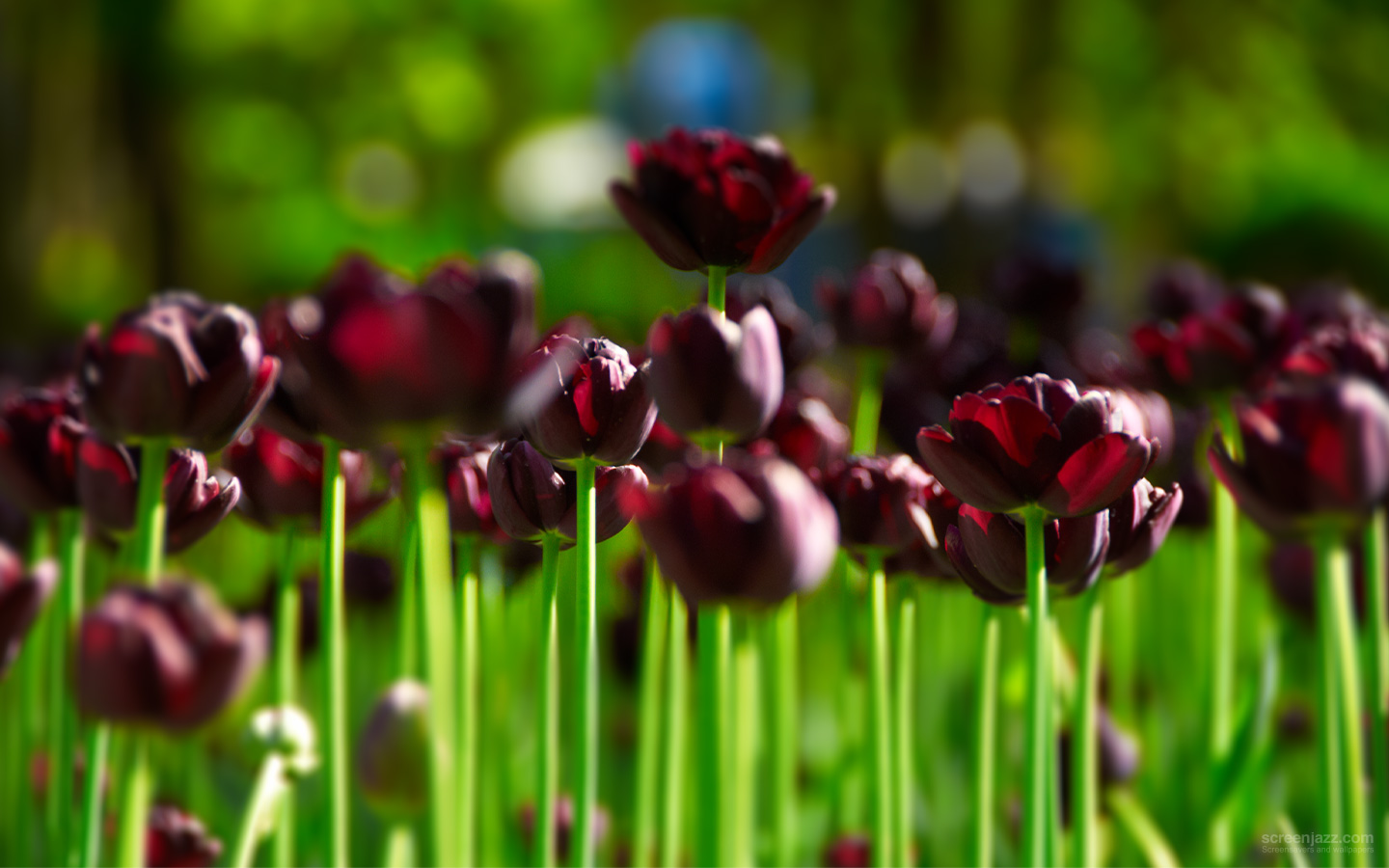 Dark Purple Tulips 1440x900 Download High Quality Hd Wallpapers For