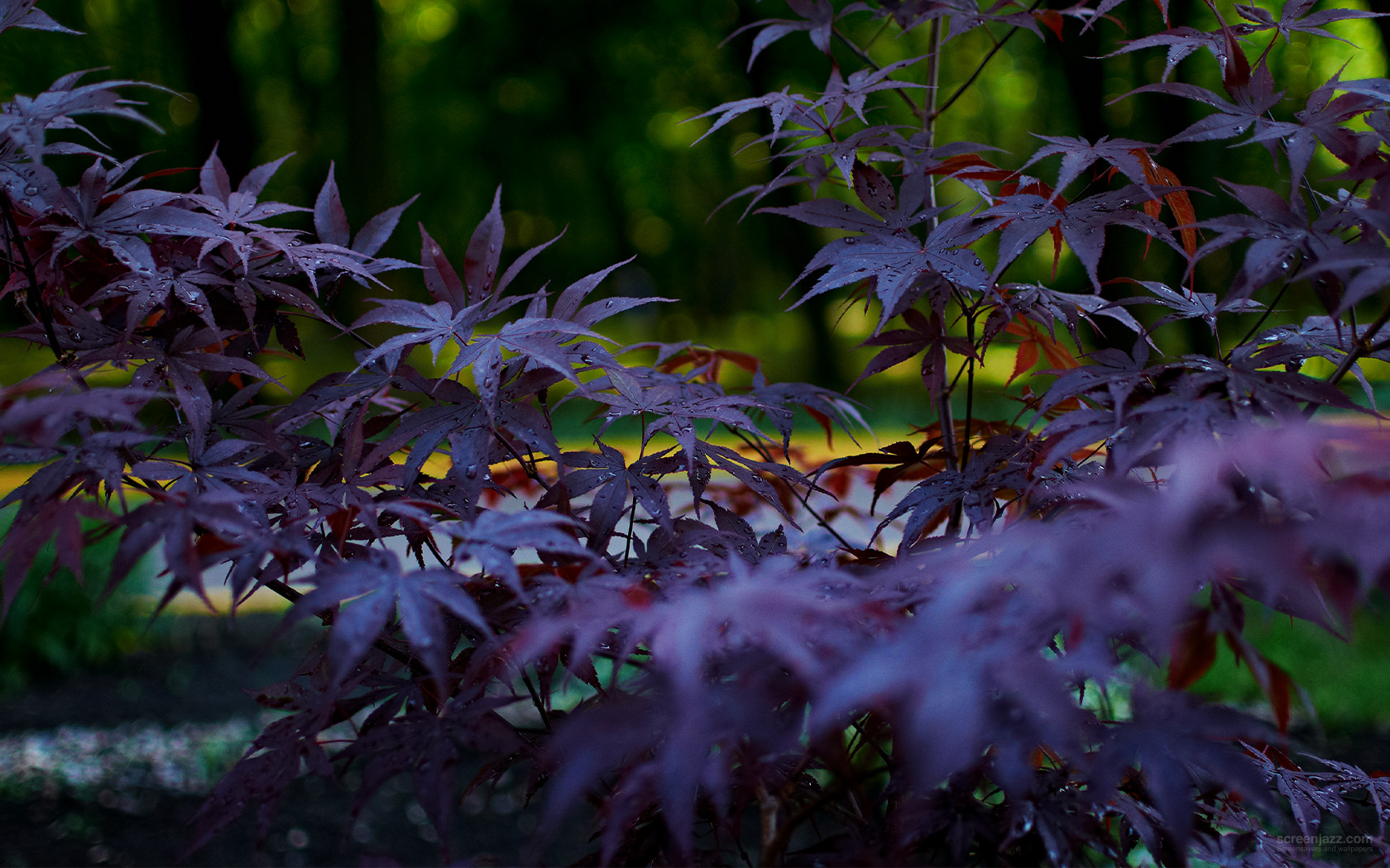 Purple Leaves 1680x1050 Download High Quality Hd Wallpapers For Free