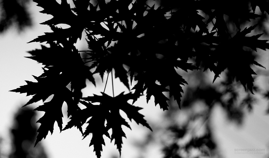 Black Leaves 1024x600 Download High Quality Hd Wallpapers For Free