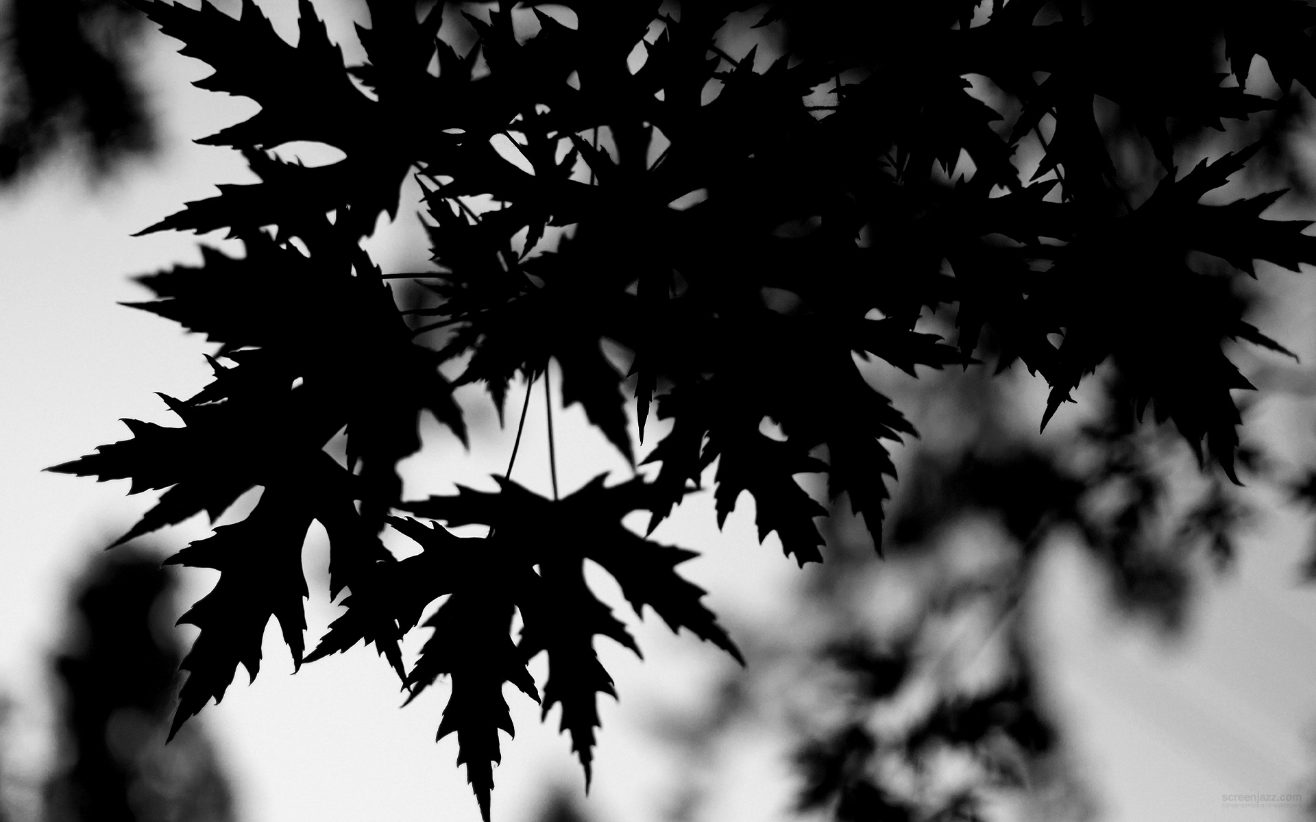 Black Leaves 1920x1200 Download High Quality HD wallpapers for free