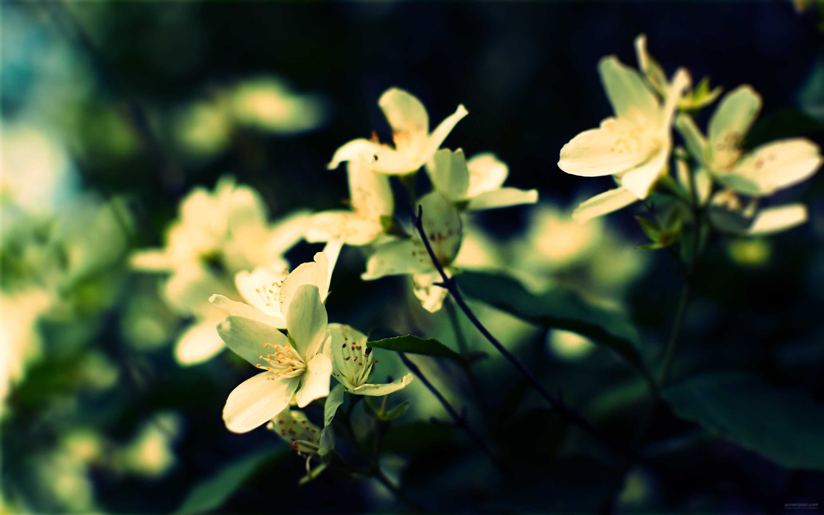 Spring Flower 2880x1800 Download High Quality Hd Wallpapers For Free