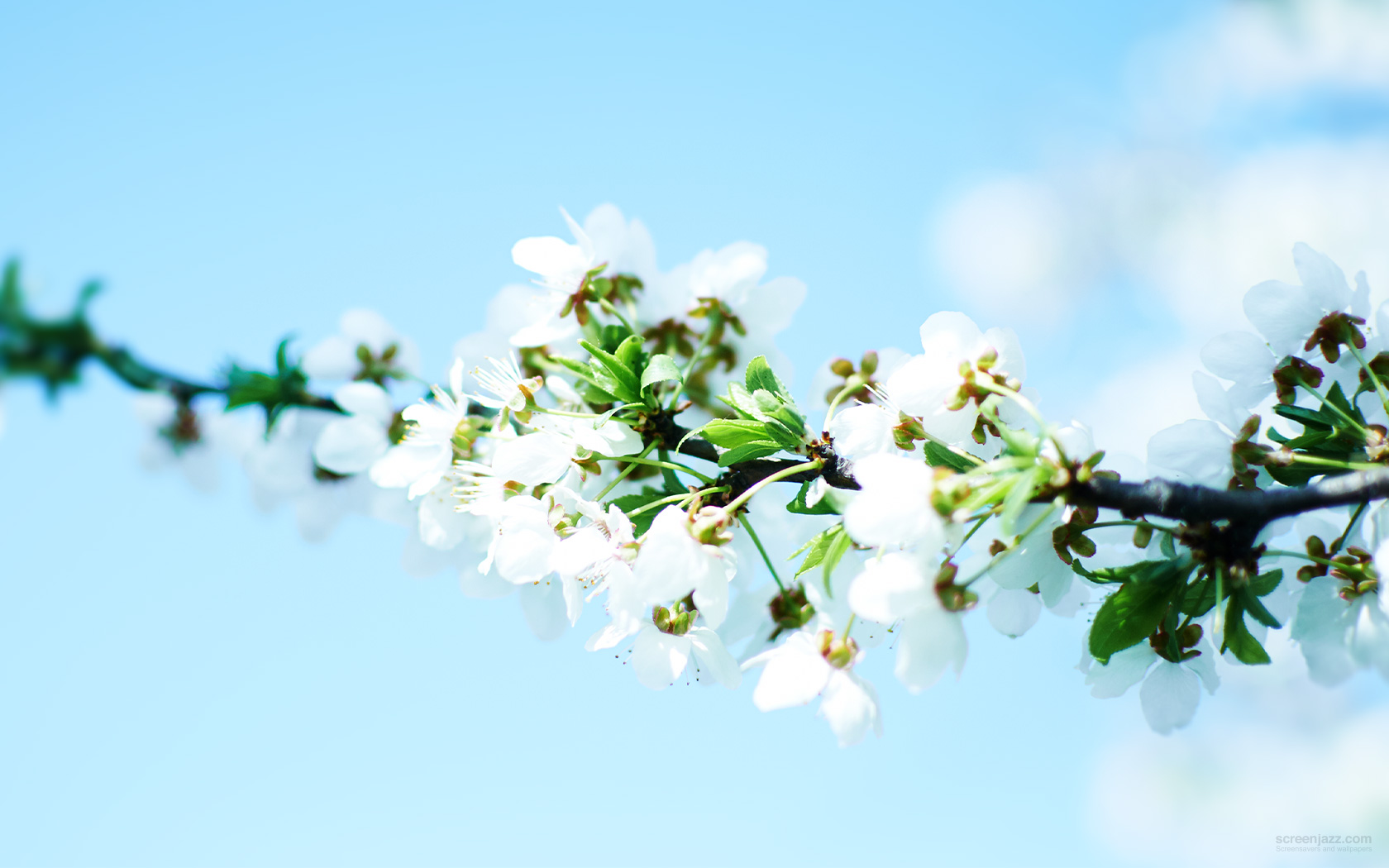 Spring Flower 1680x1050 Download High Quality Hd Wallpapers For Free