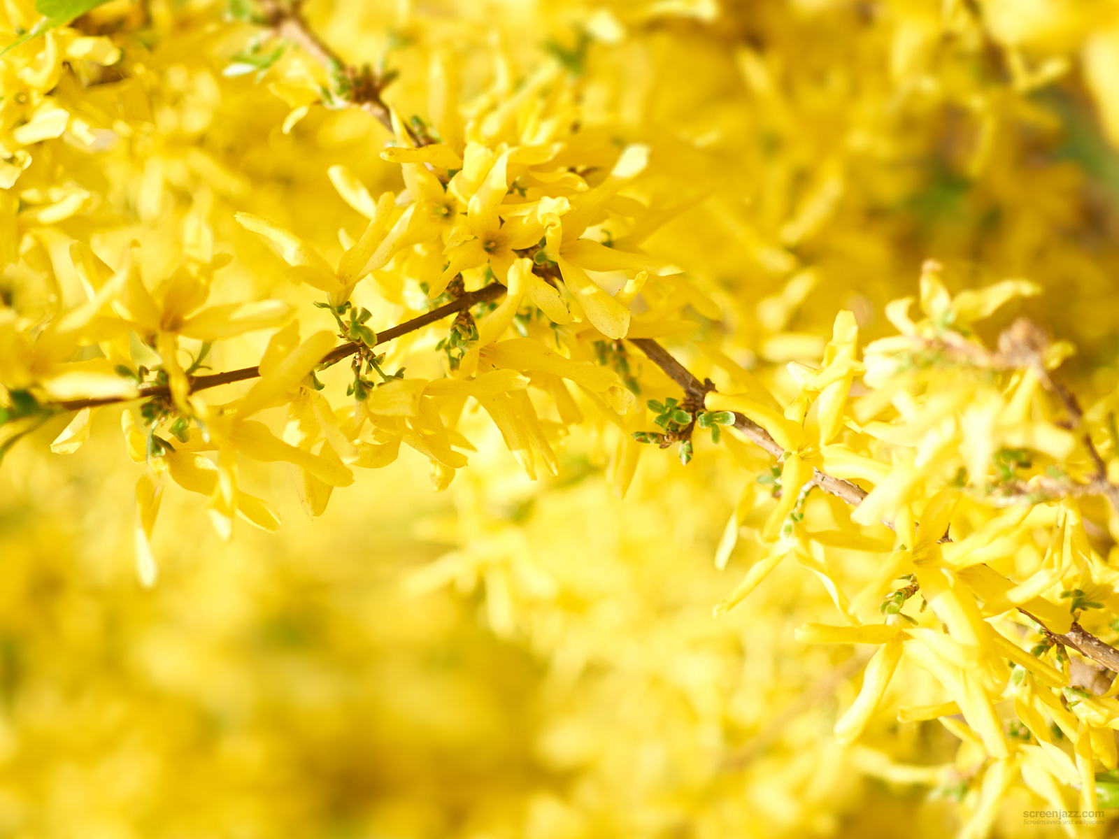 Yellow Foliage 1600x1200 Download High Quality HD wallpapers for free