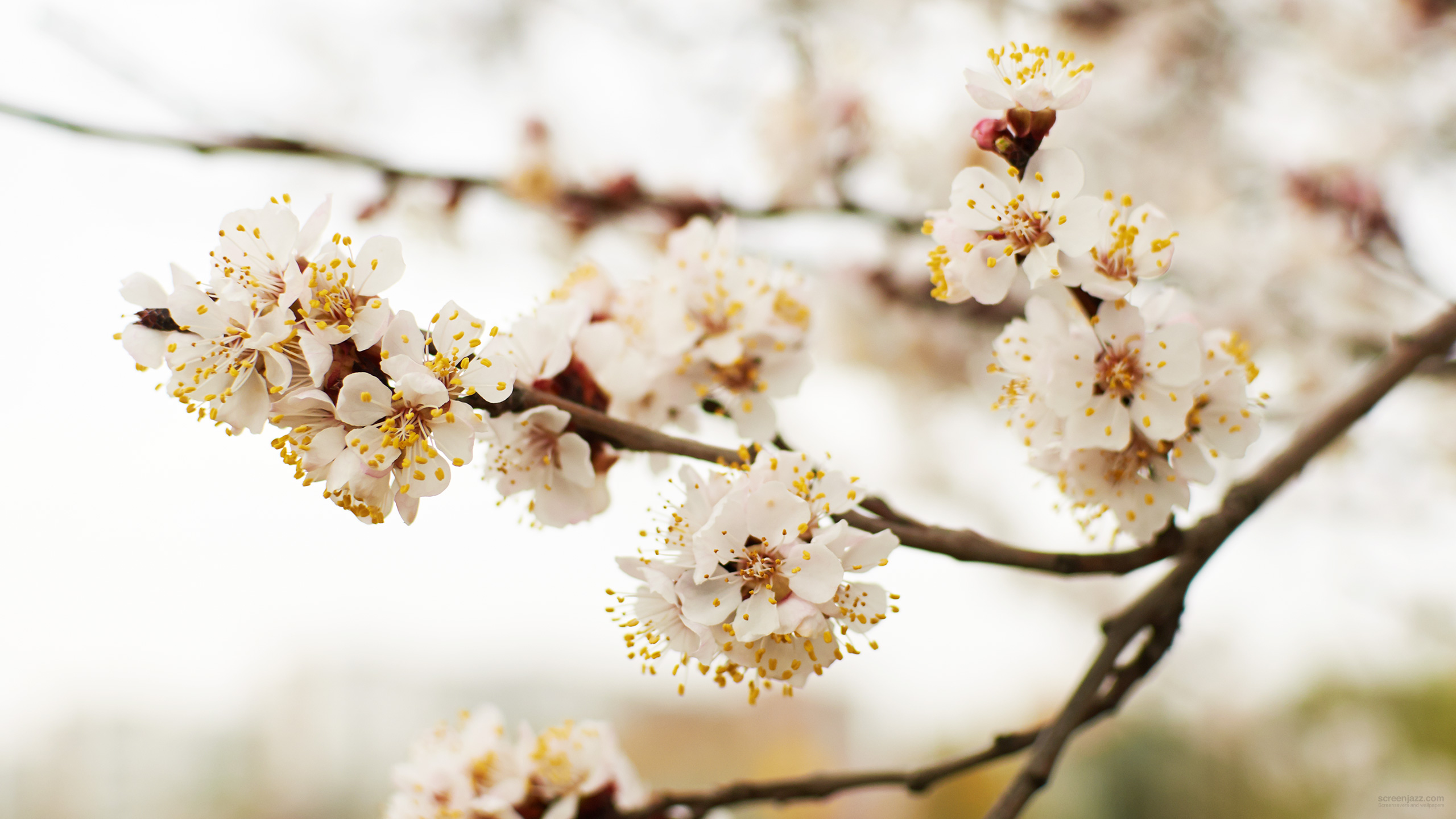 Apricot Blossoms 2560x1440 Download High Quality HD wallpapers for free